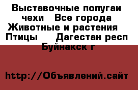 Выставочные попугаи чехи - Все города Животные и растения » Птицы   . Дагестан респ.,Буйнакск г.